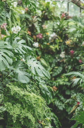 A lush botanical garden filled with tropical green foliage