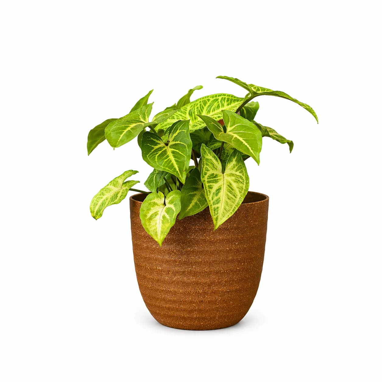 Verona 5-Inch Eco-Friendly Planter Pot | Rice & Bamboo Husk Plant Pot