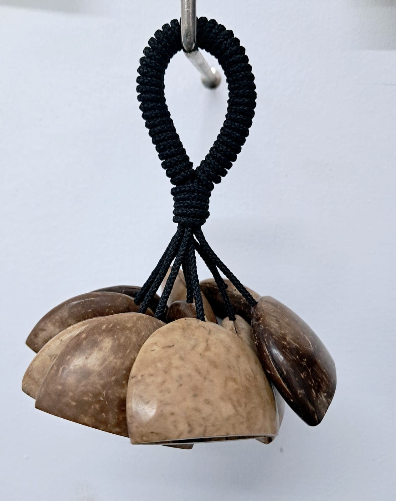 Coconutshell Sea rattle